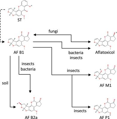 The Aspergilli and Their Mycotoxins: Metabolic Interactions With Plants and the Soil Biota
